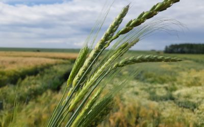Les blés de Maugrétout-Walcourt